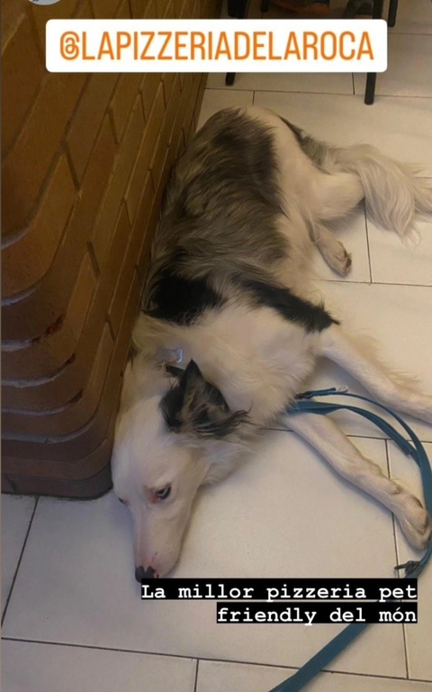 Perro descansando en pizzería