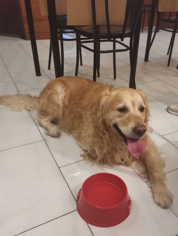 Perro dorado en el suelo
