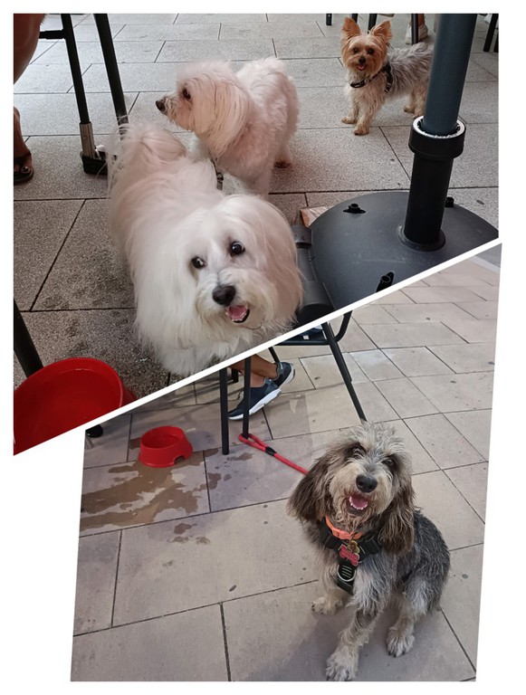 Perro con pelo rizado