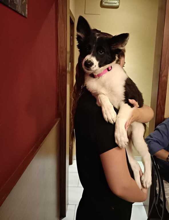 Perro negro y blanco cargado