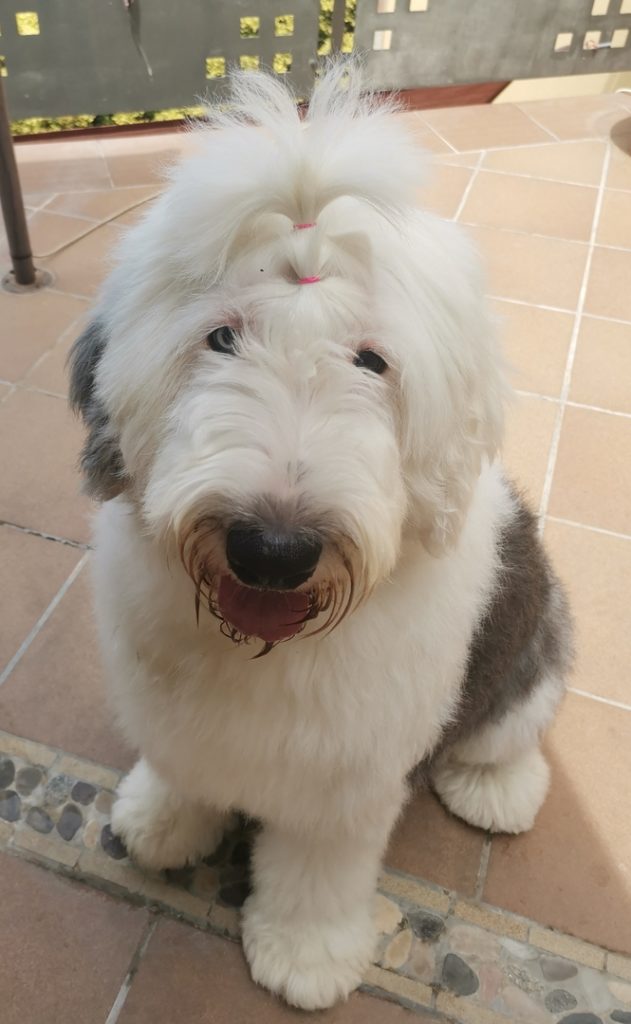 Perro de pelaje esponjoso sonriente